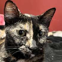 Thumbnail photo of Havarti #1