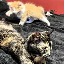 Thumbnail photo of Havarti #2