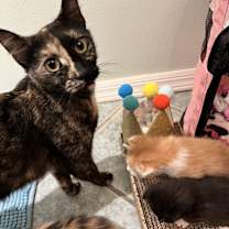 Thumbnail photo of Havarti #3