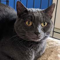Thumbnail photo of Smokey(Buford) #1