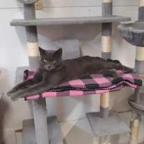 Thumbnail photo of Smokey(Buford) #2