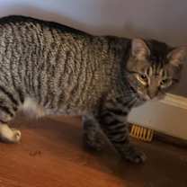 Thumbnail photo of Kestrel #2