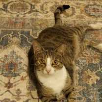 Thumbnail photo of Velina #1