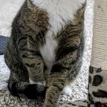 Thumbnail photo of Velina #2