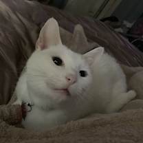 Thumbnail photo of Whiskey #1