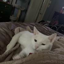 Thumbnail photo of Whiskey #2