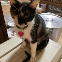 Thumbnail photo of Sweet Momma #3