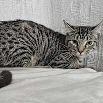 Thumbnail photo of Kristoff #1