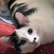 Thumbnail photo of TACO NINJA #1