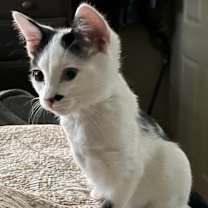 Thumbnail photo of TACO NINJA #2