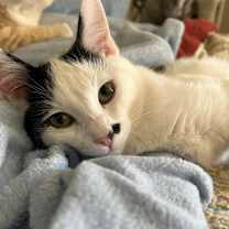 Thumbnail photo of TACO NINJA #3