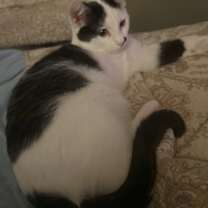 Thumbnail photo of TACO NINJA #4