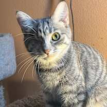 Thumbnail photo of CATTI LABELLE #1