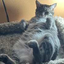 Thumbnail photo of CATTI LABELLE #4