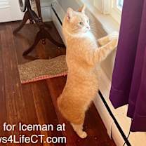 Thumbnail photo of Iceman (SPECIAL NEEDS) #1