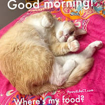 Thumbnail photo of Iceman (SPECIAL NEEDS) #2