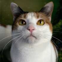 Thumbnail photo of Miss Lizzy #1