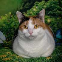 Thumbnail photo of Miss Lizzy #3