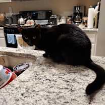 Thumbnail photo of Luther #2