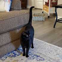 Thumbnail photo of Luther #3