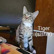Thumbnail photo of Tiger #1