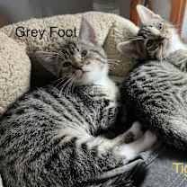 Thumbnail photo of Tiger #2