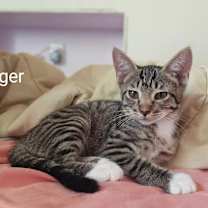 Thumbnail photo of Tiger #3