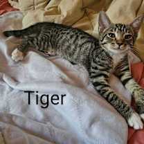 Thumbnail photo of Tiger #4