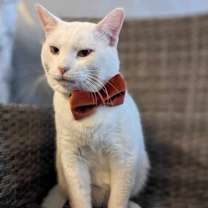 Thumbnail photo of Casper #1