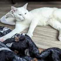 Thumbnail photo of Casper #3