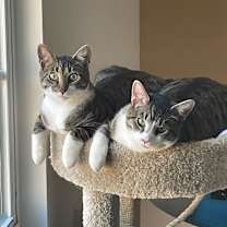 Thumbnail photo of Joffrey #4