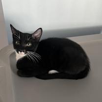 Thumbnail photo of Runt #1