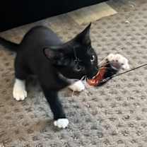 Thumbnail photo of Runt #3