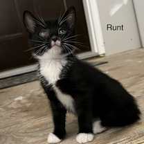 Thumbnail photo of Runt #4
