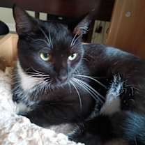 Thumbnail photo of Sloan #3