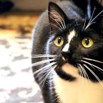 Thumbnail photo of Scout #4