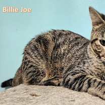 Thumbnail photo of Billie Joe #3