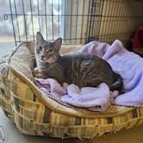 Thumbnail photo of Hogan #2