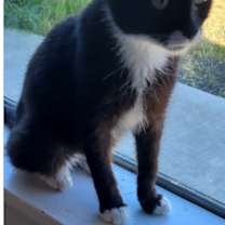 Thumbnail photo of Sylvester #2