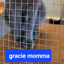 Thumbnail photo of Gracie #2