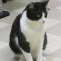 Thumbnail photo of Sibo #4