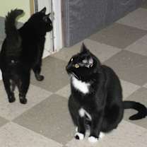 Thumbnail photo of Shadow #2