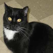 Thumbnail photo of Shadow #3