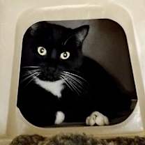 Thumbnail photo of Shadow #4