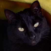 Thumbnail photo of Phantom #3