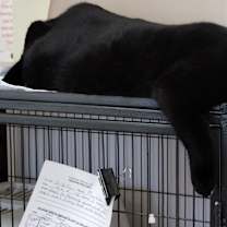 Thumbnail photo of Opal #2