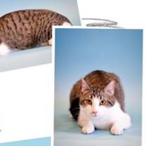 Thumbnail photo of Emmet #1