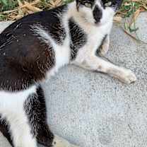 Thumbnail photo of Cat #1