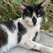 Thumbnail photo of Cat #2