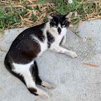Thumbnail photo of Cat #3